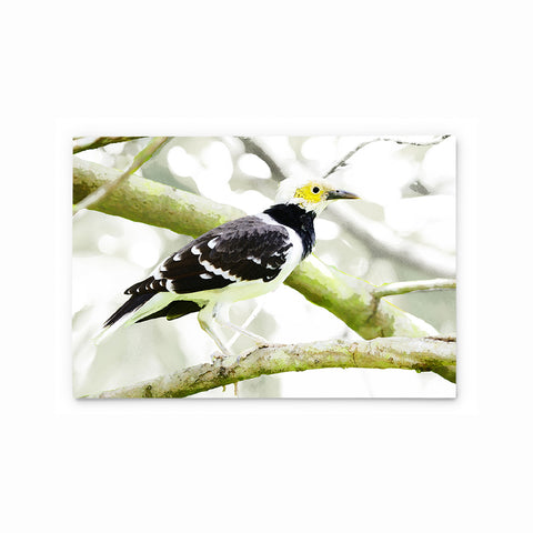 Black-Collared Starling