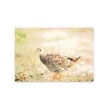 Chinese Francolin | Hong Kong Birds Note Cards by Blank Sheet