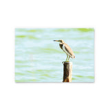 Chinese Pond Heron | Hong Kong Birds Note Cards by Blank Sheet