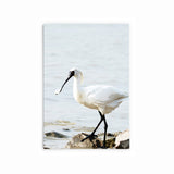 Black-Faced Spoonbill