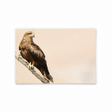 Black Kite | Hong Kong Birds Note Cards by Blank Sheet