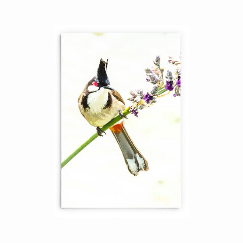 Red-Whiskered Bulbul | Hong Kong Birds Note Cards by Blank Sheet