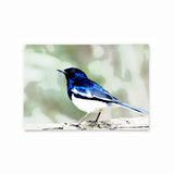 Oriental Magpie Robin | Hong Kong Birds Note Cards by Blank Sheet